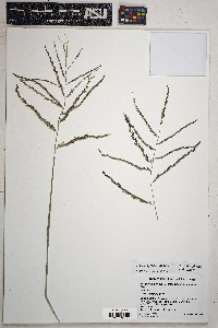 Eragrostis curvula image