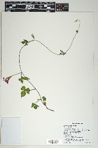 Ipomoea hederacea image