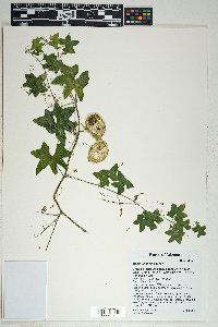 Marah gilensis image