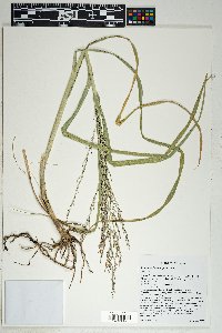 Zuloagaea bulbosa image