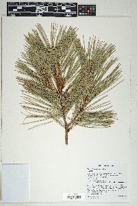 Pinus leiophylla image