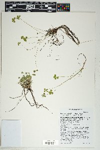 Marsilea mollis image