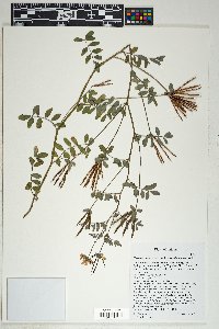 Lotus oblongifolius image