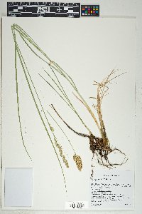 Carex agrostoides image