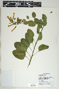 Nicotiana glauca image