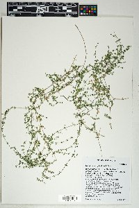 Galium microphyllum image