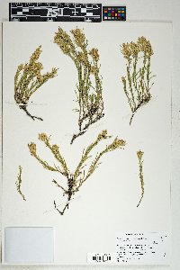 Ericameria parryi image