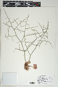 Eriogonum deflexum var. nevadense image