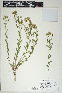 Brickellia oblongifolia image