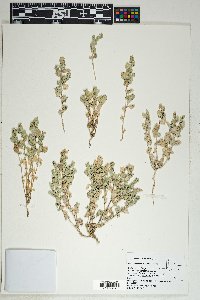 Atriplex argentea var. argentea image