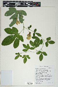 Passiflora bryonioides image