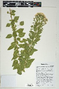 Ageratina thyrsiflora image