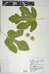 Ficus carica image