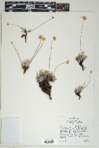 Eriogonum ovalifolium image