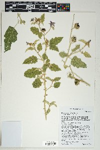 Solanum houstonii image