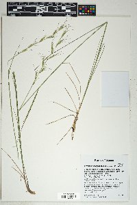 Elymus arizonicus image