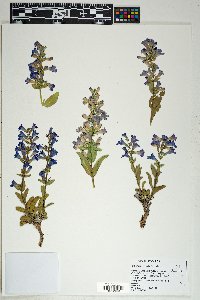 Penstemon immanifestus image