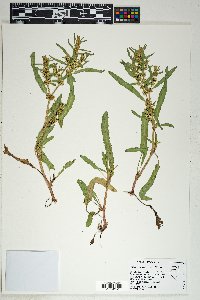 Rumex fueginus image