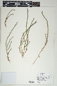 Epilobium torreyi image