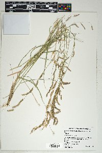 Bouteloua barbata var. rothrockii image