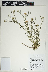 Leucosyris crispa image