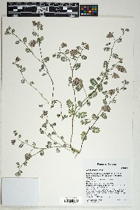 Dalea mollis image