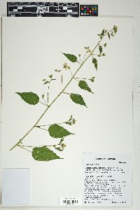 Sida glabra image