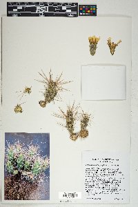 Grusonia schottii image