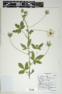 Hibiscus biseptus image