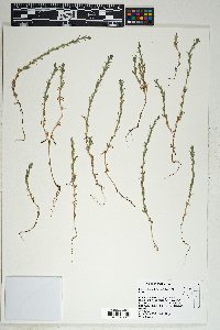 Epilobium torreyi image