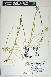 Delphinium scaposum image