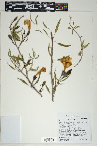 Ipomoea seaania image