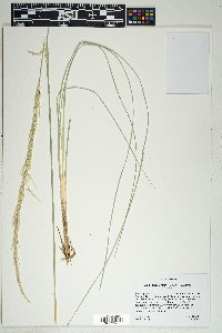 Muhlenbergia rigens image