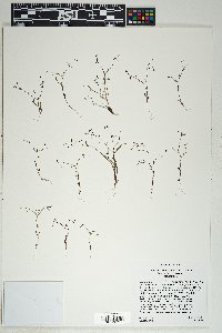 Lathrocasis tenerrima image