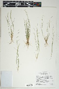 Bouteloua aristidoides image