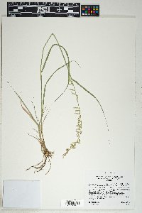 Bouteloua curtipendula var. caespitosa image