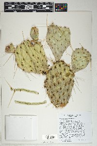 Opuntia phaeacantha image