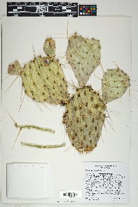 Opuntia phaeacantha image