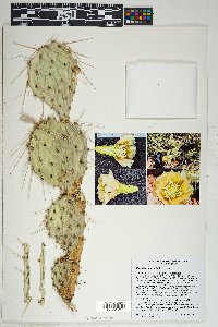 Opuntia phaeacantha image