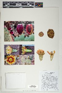 Opuntia phaeacantha image