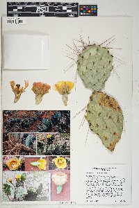 Opuntia phaeacantha image