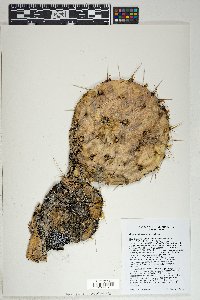 Opuntia phaeacantha image