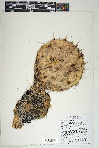 Opuntia phaeacantha image