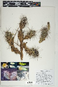 Grusonia parishii image