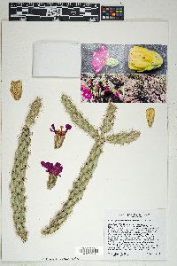 Cylindropuntia spinosior image