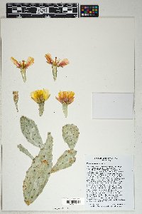 Opuntia macrorhiza image