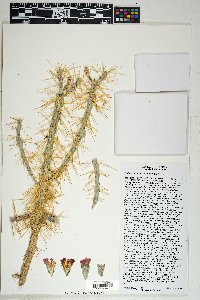 Cylindropuntia hystrix image