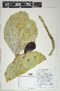 Opuntia engelmannii image
