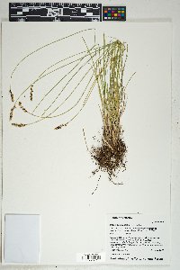 Carex occidentalis image