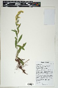 Solidago velutina image